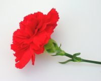 Karanfil I